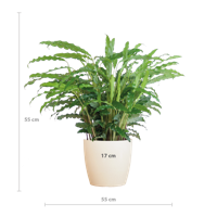 Calathea Rufibarba met Viber wit - 55cm - Ø17