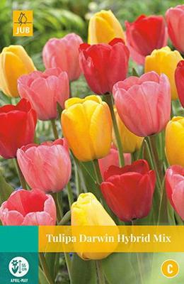 Tulipa Darwin hybride Mix - Jub