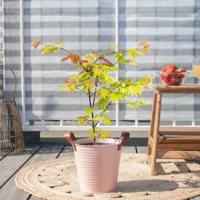 Acer Shirasawanum 'Moonrise' - Japanse Esdoorn - P19