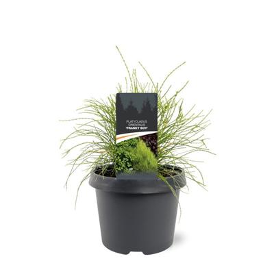 Platycladus orient. Franky Boy 25-30 cm Conifeer - Warentuin natuurlijk
