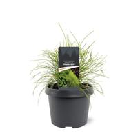 Platycladus orient. Franky Boy 25-30 cm Conifeer - Warentuin natuurlijk