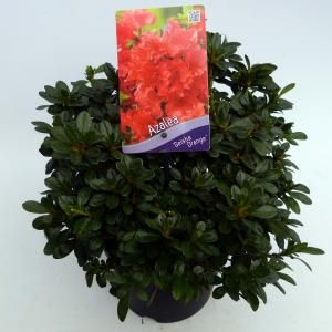 Rododendron (Rhododendron Japonica "Geisha Orange") heester - 30-35 cm - 1 stuks