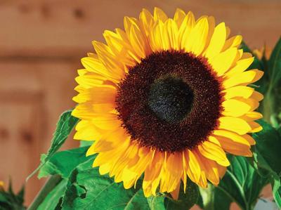 Zonnebloem uitgelicht 70x50cm Tuinschilderij Customize-it - Customize it