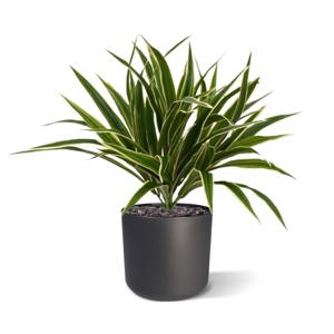 Chlorophytum S kunstplant 30cm