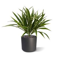 Chlorophytum S kunstplant 30cm