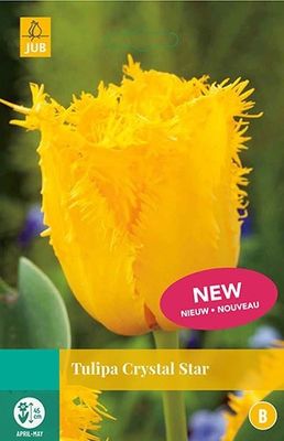 Tulipa Crystal Star bloembollen 7 bollen Tulp JUB - Jub
