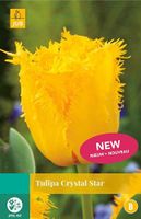 Tulipa Crystal Star bloembollen 7 bollen Tulp JUB - Jub - thumbnail