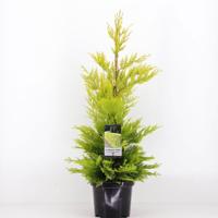 Cupressocyparis leyl gold rider 65 cm Conifeer Leylandcipres Warentuin Natuurlijk - Warentuin natuurlijk