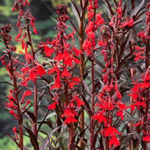 Moerings Lobelia cardinalis - Rode lobelia