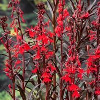 Moerings Lobelia cardinalis - Rode lobelia
