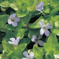 Brede bacopa (Bacopa caroliniana) zuurstofplant - 10 stuks