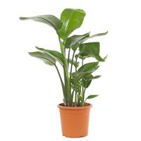Strelitzia Nicolai (Witte Paradijsvogelbloem) - P 22 cm