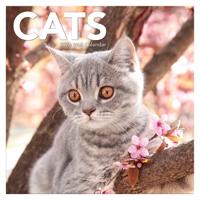Cats Kalender 2026