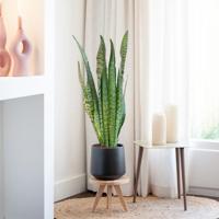Sansevieria Zeylanica - Vrouwentong - P21