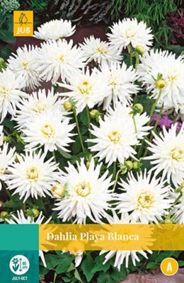 Dahlia Playa Blanca 1 bol - Jub