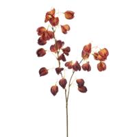 Physalis