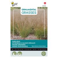 Buzzy - Ornamental Grasses, Sporobolus heterolepis