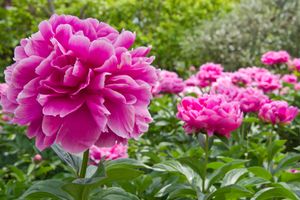 Roze pioenroos