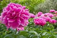 Roze pioenroos