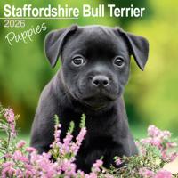 Staffordshire Bull Terrier Puppies Kalender 2026