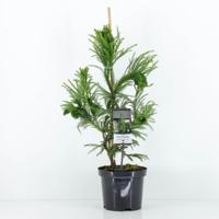 Cryptomeria jap cristata 65 cm - Warentuin natuurlijk