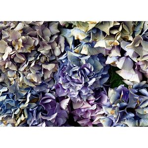 Inductiebeschermer - Blauwe Hortensia - 56x38 cm