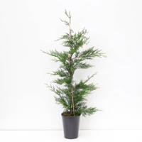 Cupressocyparis leylandii 80-125 cm - Warentuin natuurlijk