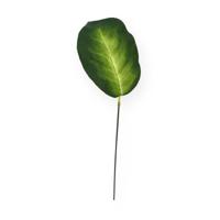 Dieffenbachia kunstblad Dieffenbachia kunstblad