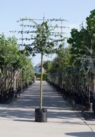 Spaanse aak als leiboom Acer campestre h 360 cm st. omtrek 18 cm st. h 240 cm - Warentuin Natuurlijk