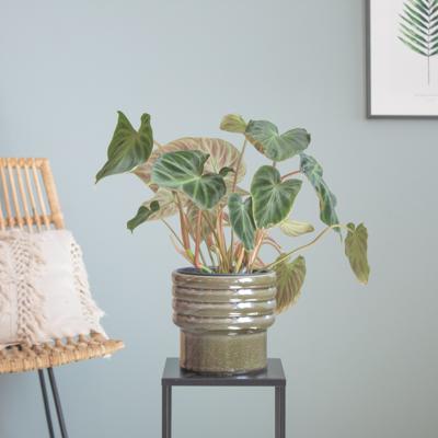 Philodendron Verrucosum - P15