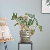 Philodendron Verrucosum - P15