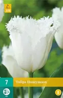 X 7 Tulipa Honeymoon