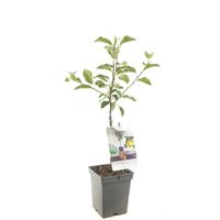 Malus domestica golden delicious gele handappel Patio fruitplant Fruithof - Fruithof