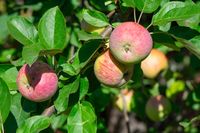 Zuil-appelboom