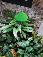 Parus iSun paraplu kweeklamp 7w groen - Btt