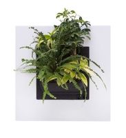 LivePicture GO wit, levend planten schilderij - thumbnail
