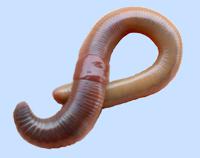 Wormen Dauwwormen Giant Canadian 12st. Tempex