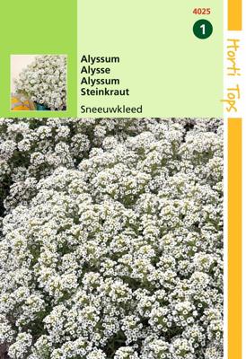 Zaden Alyssum Sneeuwkleed Hortitops - Hortitops