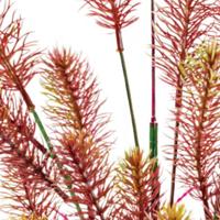 Sf art plant 40 cm myriophyllum red - Superfish Sf art plant 40 cm myriophyllum red - Superfish