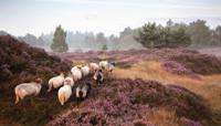 Schapen op heide 130x70cm Tuinschilderij - Customize it
