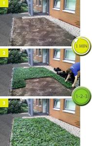 Plantenmat vasteplanten Vetkruid Sedum prijs per 1m2 cm Covergreen - Covergreen