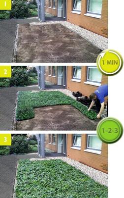 Plantenmat vasteplanten Vetkruid Sedum prijs per 1m2 cm Covergreen - Covergreen