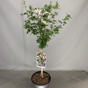 Hibiscus syriacus Hamabo op stam - Stam 50 cm - 2 stuks