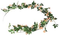 Rosa bonica 10x10x180 cm brn - Countryfield Rosa bonica 10x10x180 cm brn - Countryfield