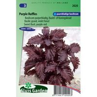 Basilicum zaden - Purple Ruffles - thumbnail