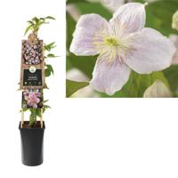 Klimplant Clematis montana Mayleen 75 cm Bosrank Van der Starre - Van der starre