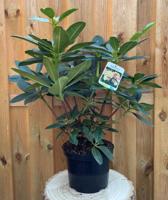 Rhododendron Horizon Monarch groenblijvende heester rododendron met gele bloemen ca. 60-70cm incl. pot Warentuin Natuurlijk - Warentuin natuurlijk