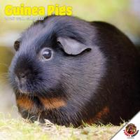 Cavia Kalender 2026