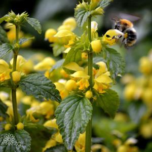 Gele Dovenetel (biologisch)