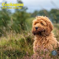 Cockapoo Kalender 2026